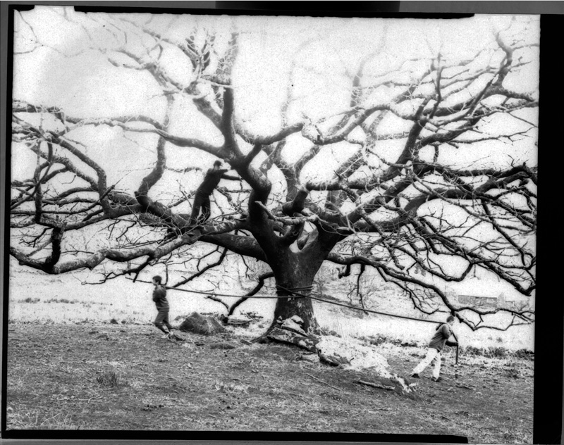 Horse Tree